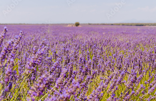 Blooming lavender fields in Spain. Horizontal photo with flowers in the foreground with the field in the back. High definition..