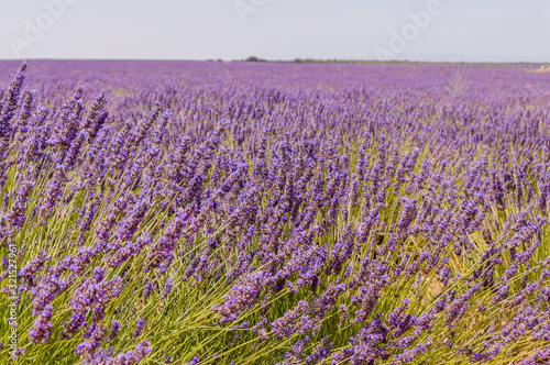 Beautiful blooming lavender fields in Spain. Horizontal photo with some flowers in the foreground and fields in the background. High definition.