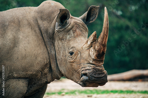 Rhinocéros adulte seul avec une grande et grosse corne de défense. Grand animal