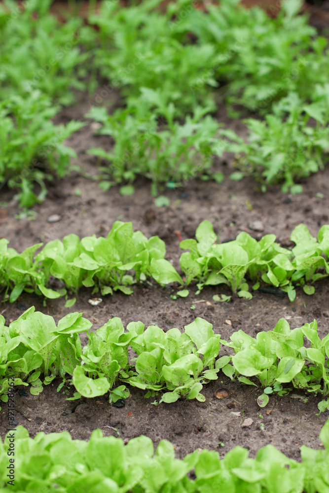 salad and arugula grows on a bed salad and arugula grows on a bed