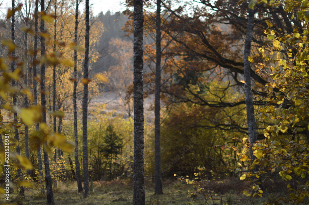 Fototapeta premium forest