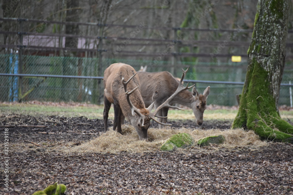 Fototapeta premium ANIMALS