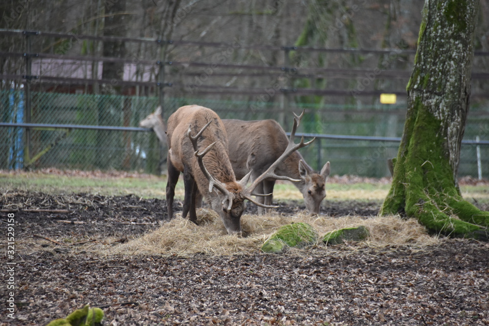 Fototapeta premium ANIMALS