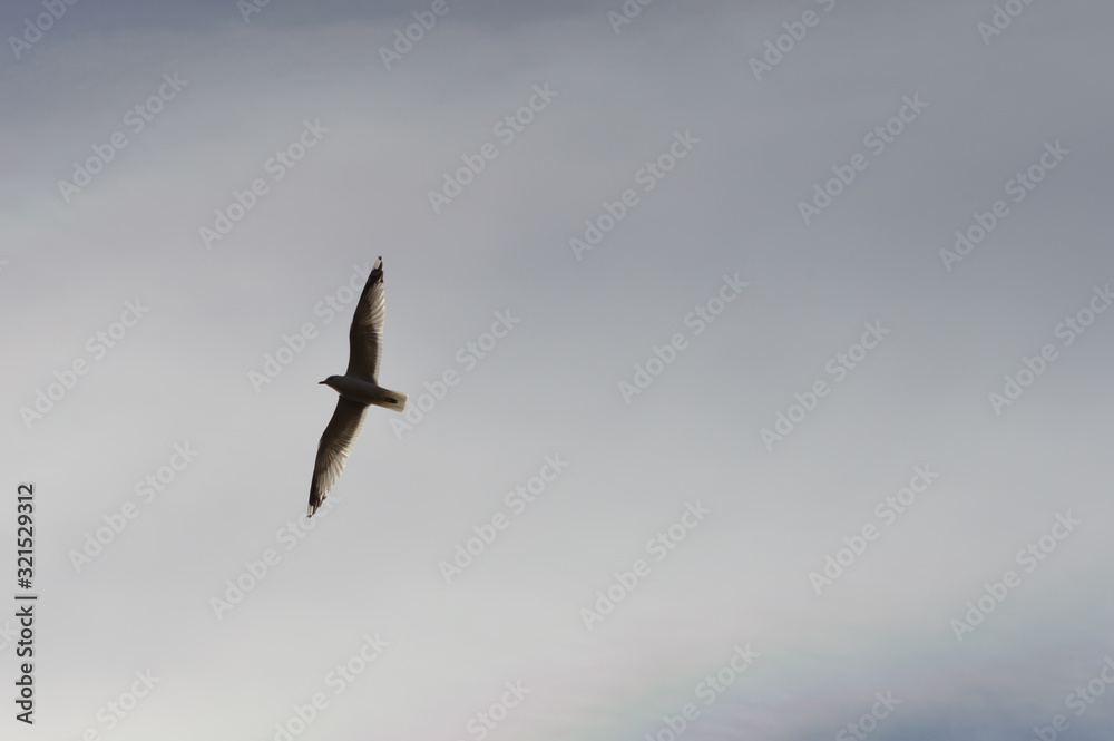 bird in the sky bird in the sky