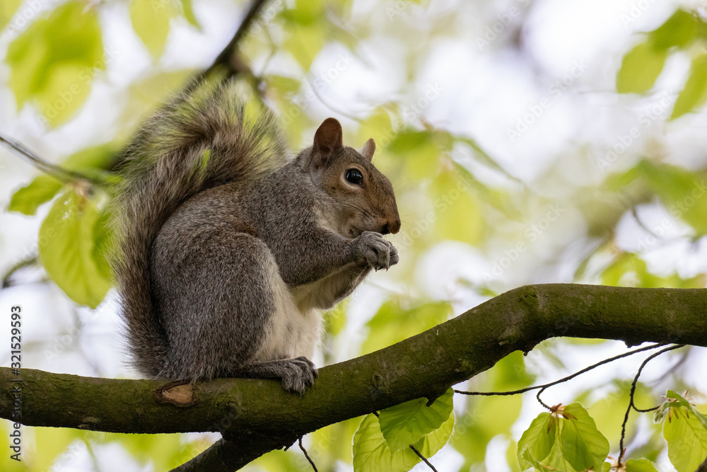 A fluffy grey squirrel sat in a tree carefully eating a nut A fluffy grey squirrel sat in a tree carefully eating a nut