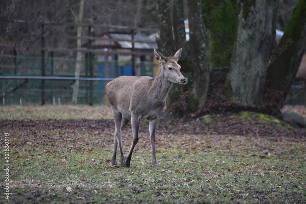 Fototapeta premium ANIMALS