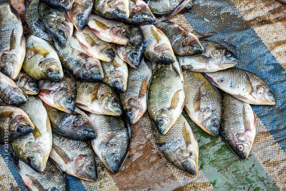 Obraz premium Fresh fish Cyprinus carpio (Cyprinus intha) from the Inle lake, sale on the market