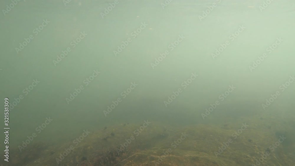underwater river green moss in Kerala river. water flowing above underwater river green moss in Kerala river. water flowing above