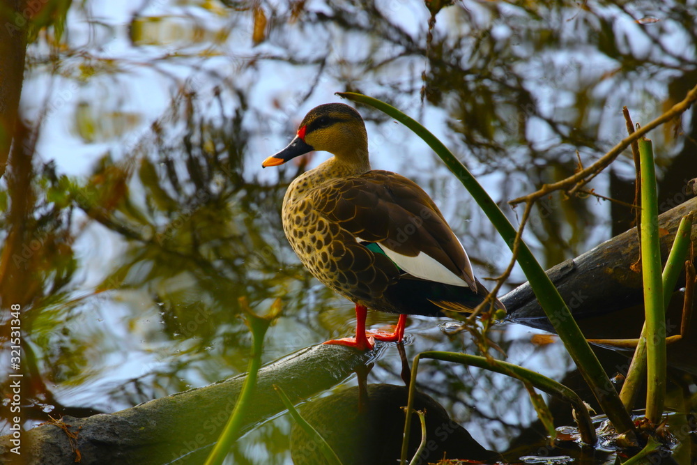 Fototapeta premium ducks out