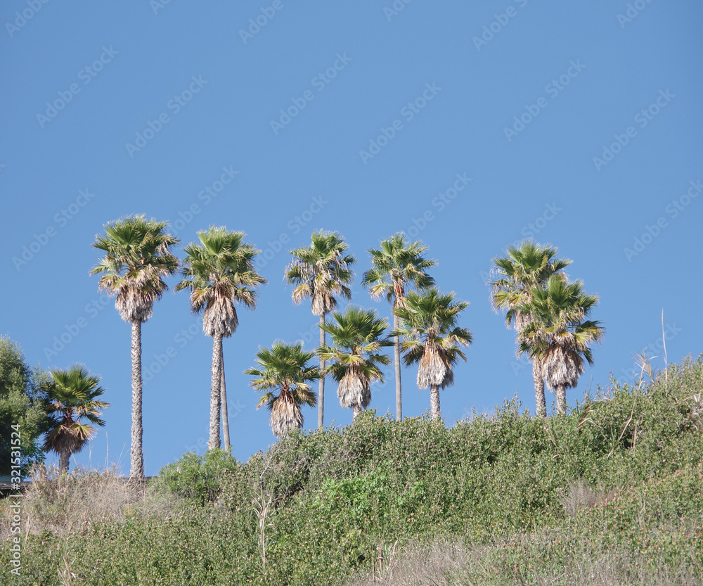 California fan palm trees high upon the bluffs at the ocean with blue sky behind