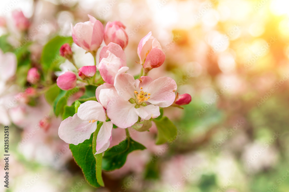 For the background. Blossoming branches of apple trees, close-up. For the background. Blossoming branches of apple trees, close-up.