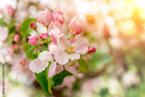 For the background. Blossoming branches of apple trees  close-up.