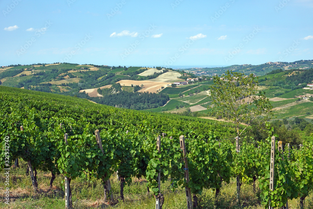 Italy , Pavia - Broni , the vineyards of Oltrepo Pavese - area of wine production
