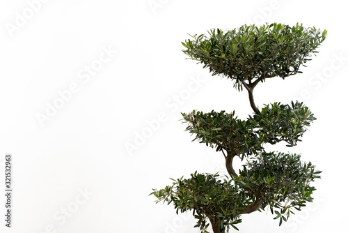 Zimmerbonsai Ficus