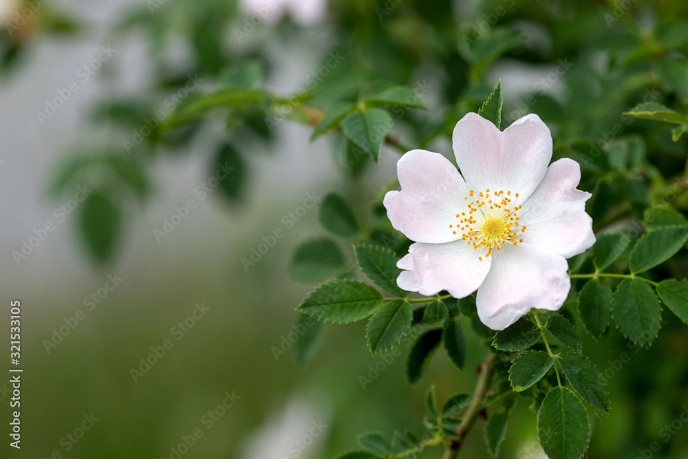 white, light pink blooming dog rose, nice blurred background white, light pink blooming dog rose, nice blurred background