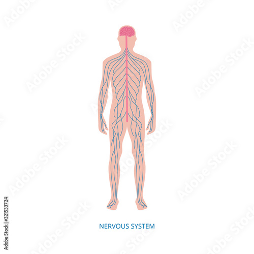 Nervous system - cartoon diagram of male human body with blue nerve lines