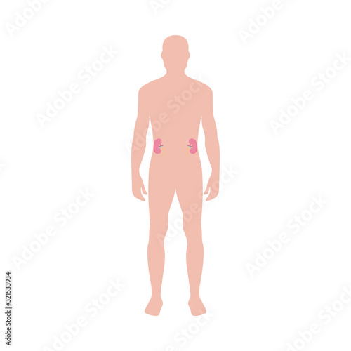 Male body shape infographic with kidneys, flat vector illustration isolated.