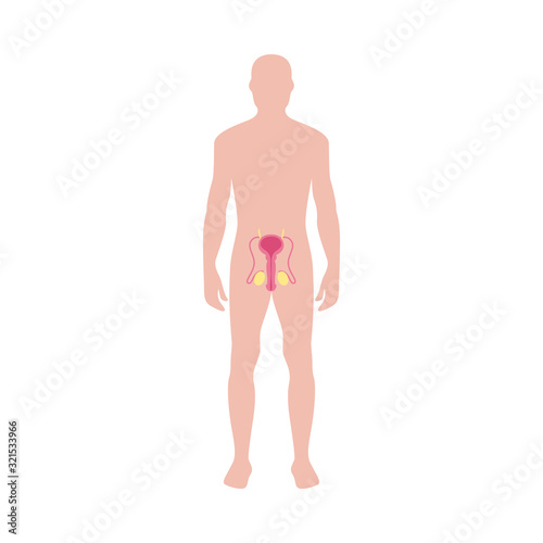 Male reproductive system diagram on human body silhouette