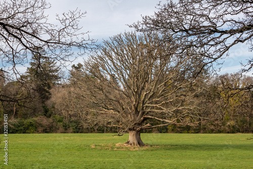 A Large Tree in the Centre of a Green Field  County Wicklow