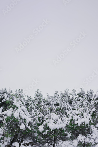 Snowy pine treetops with cloudy skies © Cristian Blázquez