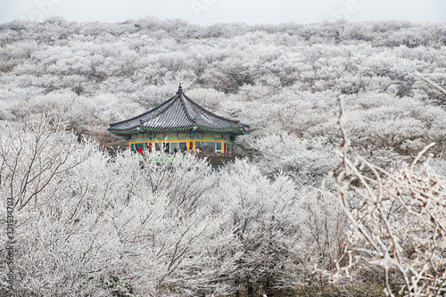 제주도 한라산 1100고지 겨울 설경 눈꽃 