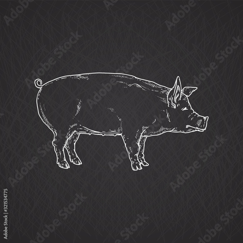Chalk drawing of domestic animal pig, vector sketch illustration isolated.