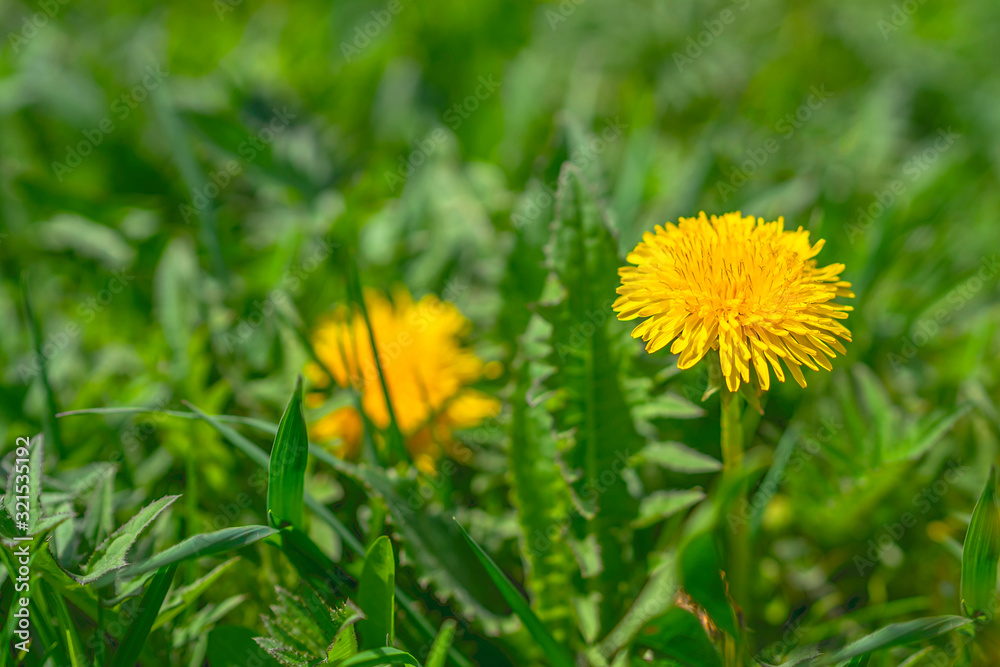 Yellow dandelion. Bright flowers dandelions on background of green spring meadow. Yellow dandelion. Bright flowers dandelions on background of green spring meadow.