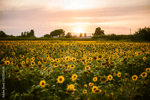 Sunflower field at summer sunset