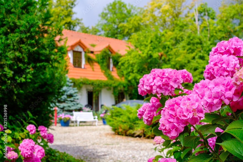 Country house landscape hydrangea flowers