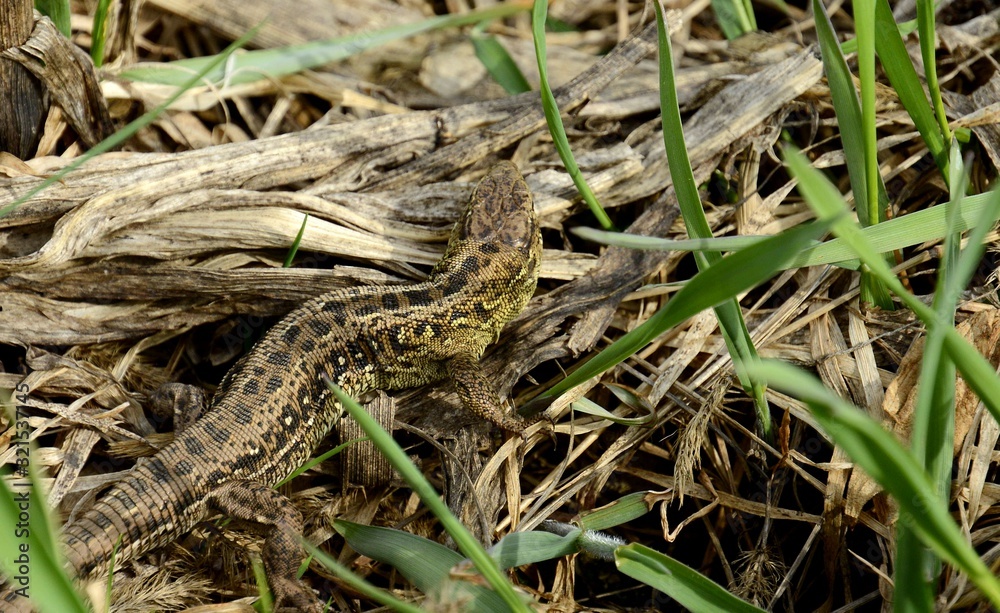 Lizard is an ordinary species of lizards from the family of real lizards. Males are usually darker and have a brighter color. During mating, they become brighter Lizard is an ordinary species of lizards from the family of real lizards. Males are usually darker and have a brighter color. During mating, they become brighter