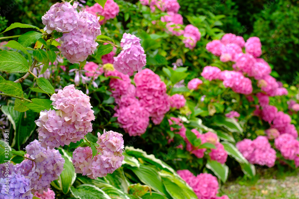 Blooming pink hortensia flowers in garden Blooming pink hortensia flowers in garden