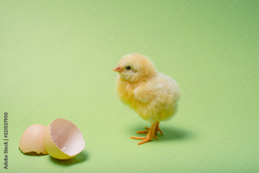 Image of a newborn fluffy fledgling chicken next to the eggshell. Image of a newborn fluffy fledgling chicken next to the eggshell.