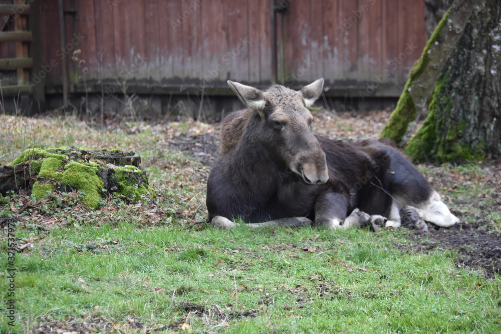 Fototapeta premium ANIMALS