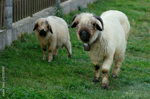 Two sheep of a wool breed on a green meadow. A white sheep with a black muzzle. Free space, horizontal. The concept of animal husbandry.