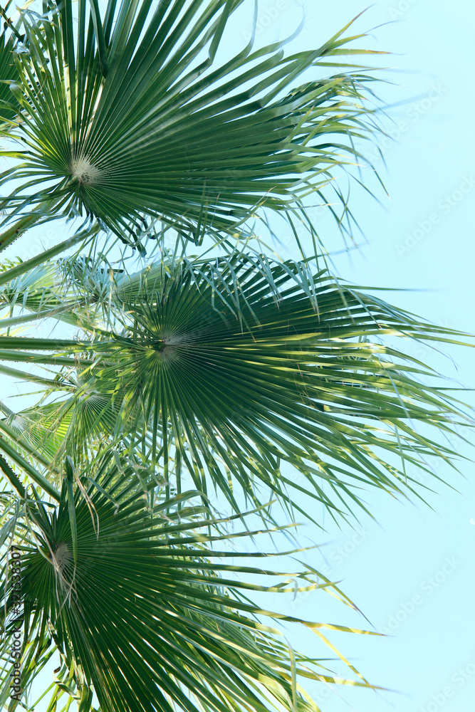 Blurred floral background. Beautiful texture of palm leaves against the blue sky. Green natural background. Vertical, close-up, blur, cropped shot, side view. Nature concept.