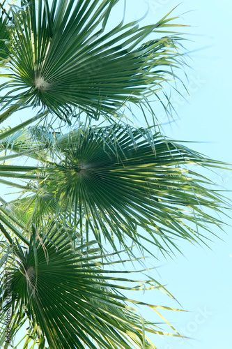 Blurred floral background. Beautiful texture of palm leaves against the blue sky. Green natural background. Vertical  close-up  blur  cropped shot  side view. Nature concept.