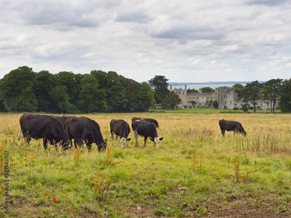 A small group of cows is feeding off the grass of a meadow in front of Howth (Binn Éadair) Castle near Dublin (Ireland) on an overcast summer day, with the ocean peaking through behind the castle.