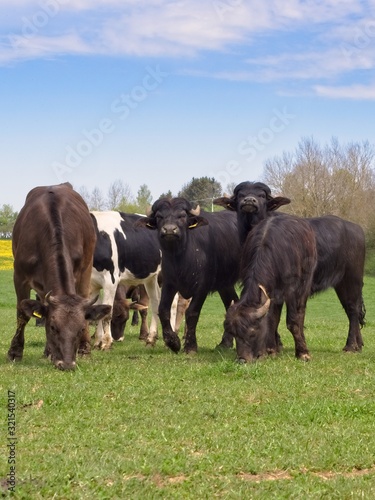 A mixed group of young cows and alb buffalos (Bubalus Albensis) are feeding from the grass of a green meadow on a beautiful 2018 summer day near Hohenstein, Germany.