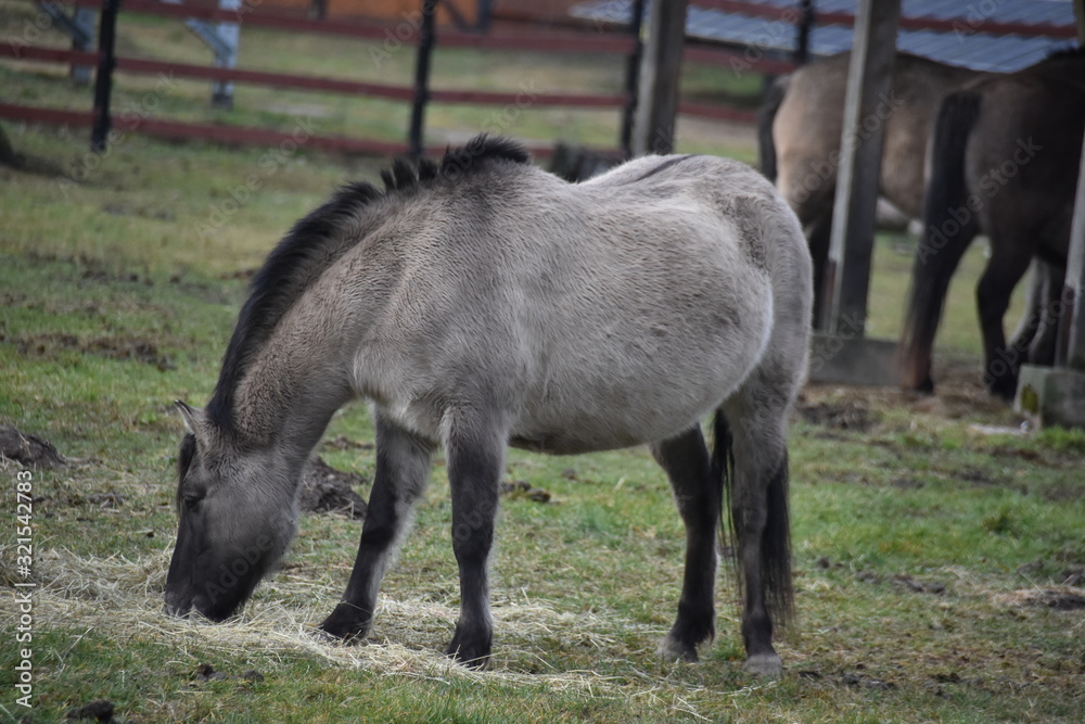 Fototapeta premium ANIMALS