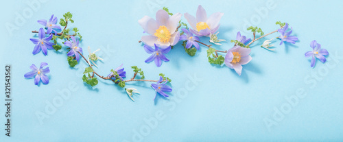 beautiful spring flowers on blue background