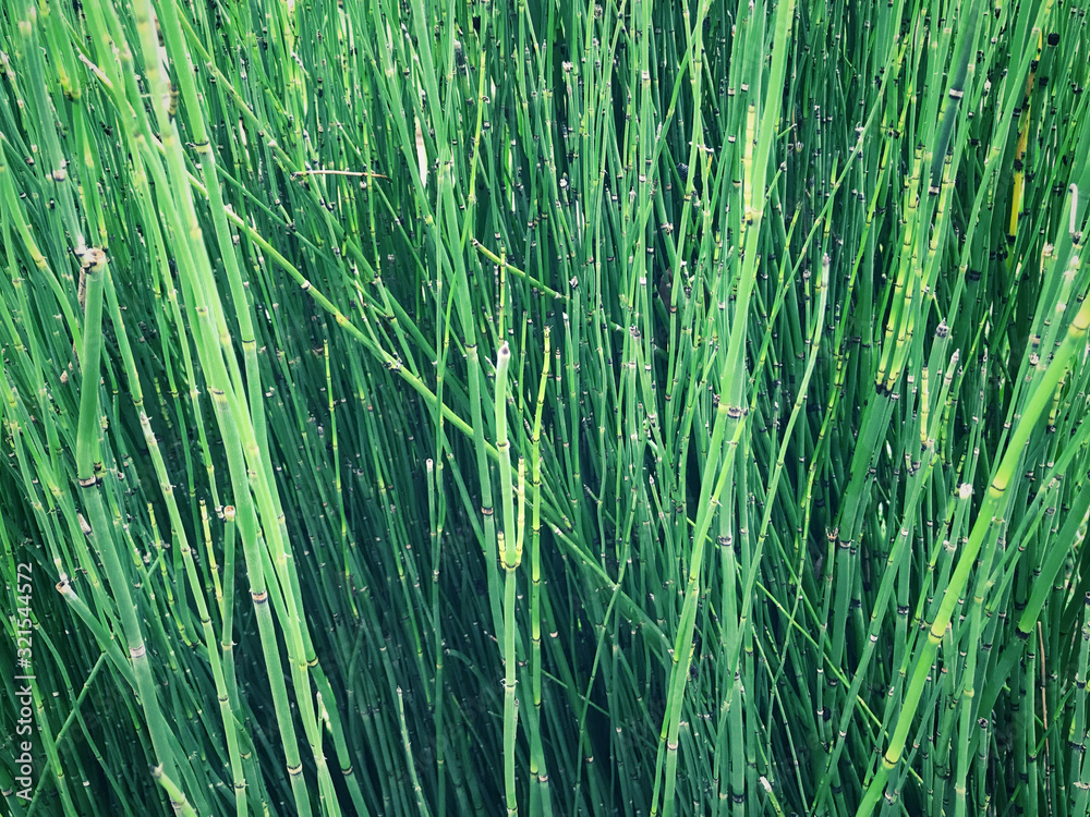 Background of thin, long and green aquatic plants. Also known as water reed. - obrazy, fototapety, plakaty 