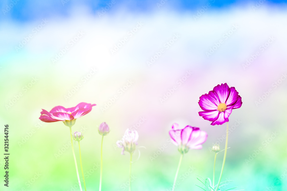 Pink Cosmos flowers Pink Cosmos flowers