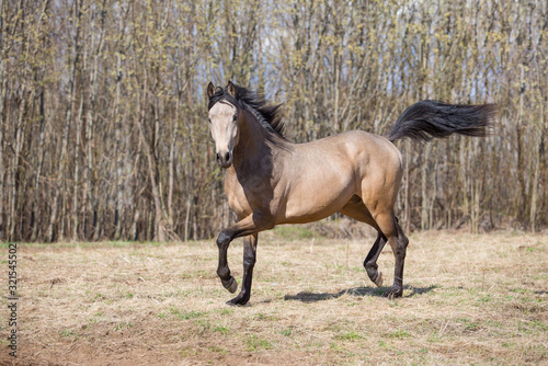 Young stallion plays in the spring forest