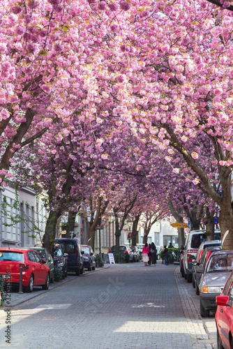 Cherry blossom street in Bonn, Germany