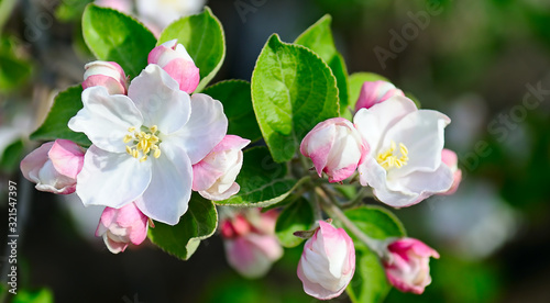 Flowers of an apple tree.