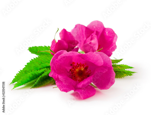 Rose flowers with leaves isolated on a white background.