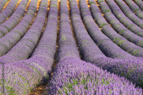 Lavender field in Saint Jurs, Provence, France