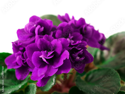 Potted purple African Violet isolated on a white background.