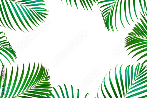Green lush leaves of palm tree in frame shape.