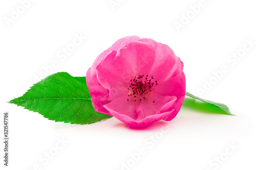 Rose flower with leaves isolated on a white background.